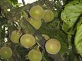 Quararibea cordata